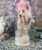 Blue Eyes, a female Yorkshire Terrier for sale in Stantonville, TN – Photo 7 of 10