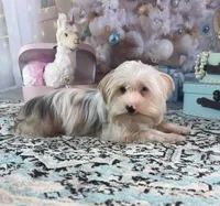 Blue Eyes, a female Yorkshire Terrier for sale in Stantonville, TN – Photo 8 of 10