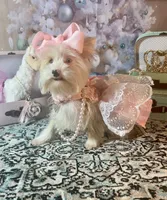 Blue Eyes, a female Yorkshire Terrier for sale in Stantonville, TN – Photo 1 of 10