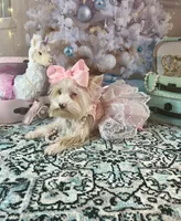 Blue Eyes, a female Yorkshire Terrier for sale in Stantonville, TN – Photo 3 of 10