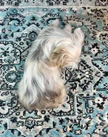 Blue Eyes, a female Yorkshire Terrier for sale in Stantonville, TN – Photo 10 of 10