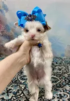 Serenity Extreme White Parti, a female Yorkshire Terrier for sale in Stantonville, TN – 7 of 8