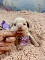 Serenity Extreme White Parti, a female Yorkshire Terrier for sale in Stantonville, TN – Photo 2 of 9