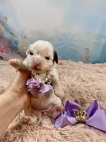 Serenity Extreme White Parti, a female Yorkshire Terrier for sale in Stantonville, TN – Photo 7 of 9