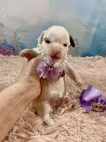 Serenity Extreme White Parti, a female Yorkshire Terrier for sale in Stantonville, TN – Photo 3 of 9