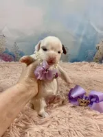 Serenity Extreme White Parti, a female Yorkshire Terrier for sale in Stantonville, TN – Photo 4 of 9