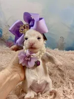 Serenity Extreme White Parti, a female Yorkshire Terrier for sale in Stantonville, TN – Photo 1 of 9