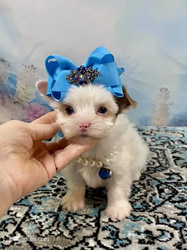 Serenity Extreme White Parti – Yorkshire Terrier puppy for sale in Stantonville, TN