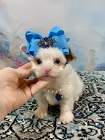 Serenity Extreme White Parti, a female Yorkshire Terrier for sale in Stantonville, TN – 1 of 8