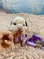 Serenity Extreme White Parti, a female Yorkshire Terrier for sale in Stantonville, TN – Photo 5 of 9