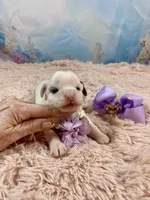 Serenity Extreme White Parti, a female Yorkshire Terrier for sale in Stantonville, TN – Photo 9 of 9