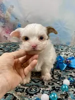 Serenity Extreme White Parti, a female Yorkshire Terrier for sale in Stantonville, TN – 5 of 8