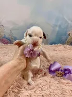 Serenity Extreme White Parti, a female Yorkshire Terrier for sale in Stantonville, TN – Photo 6 of 9