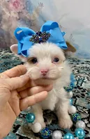 Serenity Extreme White Parti, a female Yorkshire Terrier for sale in Stantonville, TN – 2 of 8