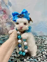 Serenity Extreme White Parti, a female Yorkshire Terrier for sale in Stantonville, TN – 4 of 8