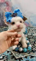 Serenity Extreme White Parti, a female Yorkshire Terrier for sale in Stantonville, TN – 6 of 8