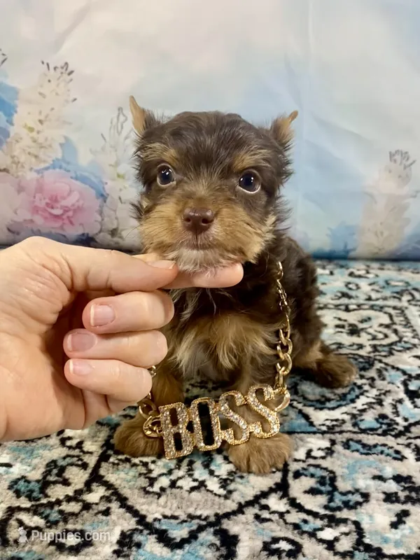 Teacup Yummy Chocolate “Toffee”  – Yorkshire Terrier puppy for sale in Stantonville, TN