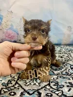 Teacup Yummy Chocolate “Toffee” , a male Yorkshire Terrier for sale in Stantonville, TN – 1 of 10