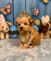 Scooter , a male Yorkshire Terrier and Poodle - Toy  for sale in Stantonville, TN – 2 of 8