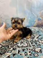 McGuire , a male Yorkshire Terrier for sale in Stantonville, TN – 8 of 8