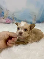 Pound Cake Chocolate/Blonde Teacup , a male Yorkshire Terrier for sale in Stantonville, TN – 2 of 10