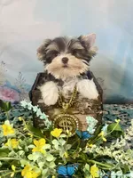 Lux Chocolate Parti, a male Yorkshire Terrier for sale in Stantonville, TN – 7 of 10