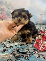 Teacup Lil’ Cosmo, a male Yorkshire Terrier for sale in Stantonville, TN – 6 of 10