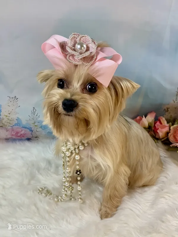 Whinnie – Yorkshire Terrier puppy for sale in Stantonville, TN
