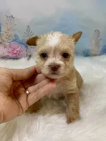 Pound Cake Chocolate/Blonde Teacup , a male Yorkshire Terrier for sale in Stantonville, TN – 5 of 10