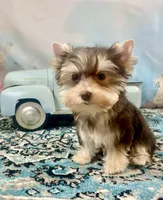 Hugo Chocolate Parti, a male Yorkshire Terrier for sale in Stantonville, TN – 10 of 10