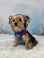 McGuire , a male Yorkshire Terrier for sale in Stantonville, TN – 1 of 9