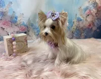 Matilda Jane, a female Yorkshire Terrier for sale in Stantonville, TN – Photo 7 of 9