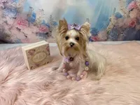 Matilda Jane, a female Yorkshire Terrier for sale in Stantonville, TN – Photo 4 of 9