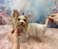 Matilda Jane, a female Yorkshire Terrier for sale in Stantonville, TN – Photo 6 of 9