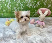 Matilda Jane, a female Yorkshire Terrier for sale in Stantonville, TN – Photo 9 of 9