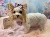 Matilda Jane, a female Yorkshire Terrier for sale in Stantonville, TN – Photo 3 of 9