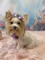 Matilda Jane, a female Yorkshire Terrier for sale in Stantonville, TN – Photo 2 of 9