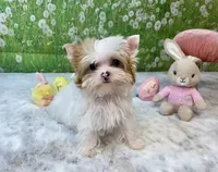 Matilda Jane, a female Yorkshire Terrier for sale in Stantonville, TN – Photo 8 of 9