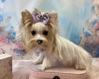 Matilda Jane, a female Yorkshire Terrier for sale in Stantonville, TN – Photo 5 of 9