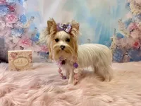 Matilda Jane, a female Yorkshire Terrier for sale in Stantonville, TN – Photo 1 of 9