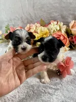 Tiny Teacup Parti, a female Yorkshire Terrier for sale in Stantonville, TN – Photo 10 of 10
