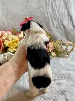 Tiny Teacup Parti, a female Yorkshire Terrier for sale in Stantonville, TN – Photo 5 of 10