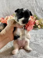 Tiny Teacup Parti, a female Yorkshire Terrier for sale in Stantonville, TN – Photo 1 of 10