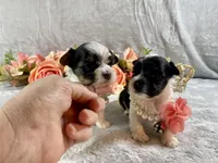 Tiny Teacup Parti, a female Yorkshire Terrier for sale in Stantonville, TN – Photo 6 of 10