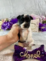Tiny Teacup Parti, a female Yorkshire Terrier for sale in Stantonville, TN – Photo 3 of 10