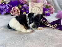 Tiny Teacup Parti, a female Yorkshire Terrier for sale in Stantonville, TN – Photo 2 of 10