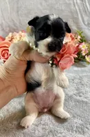 Tiny Teacup Parti, a female Yorkshire Terrier for sale in Stantonville, TN – Photo 4 of 10