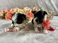 Tiny Teacup Parti, a female Yorkshire Terrier for sale in Stantonville, TN – Photo 8 of 10