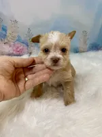 Pound Cake Chocolate/Blonde Teacup , a male Yorkshire Terrier for sale in Stantonville, TN – 8 of 10