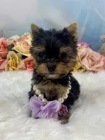 Micro Matilda Jane Teeny Tiny Yorkie , a female Yorkshire Terrier for sale in Stantonville, TN – 3 of 10